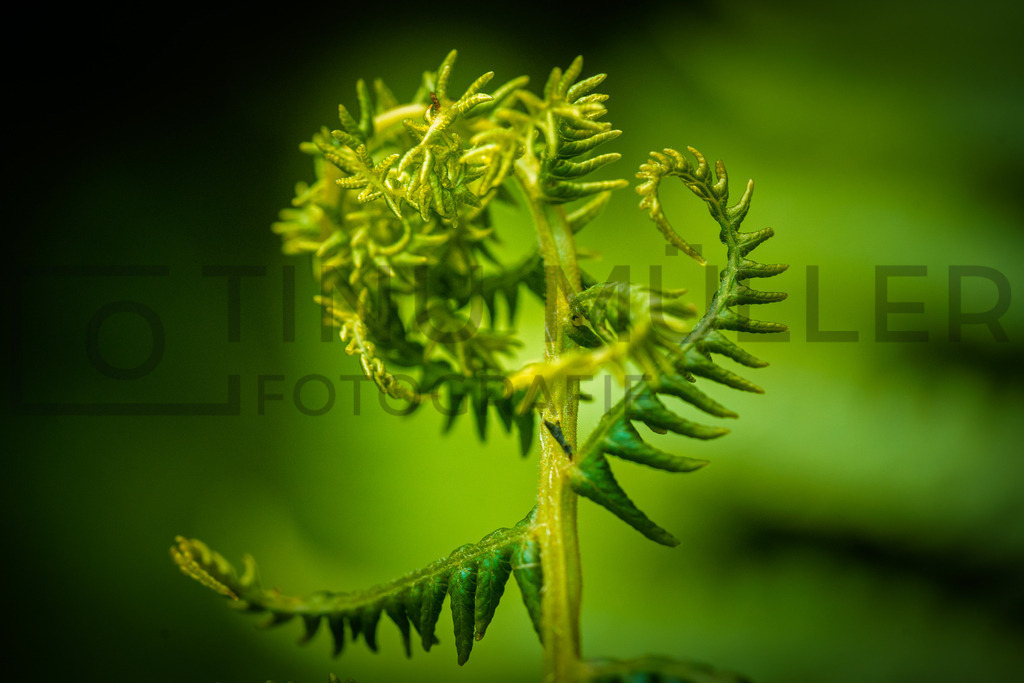 DSC03889 | Tinu Müller Fotografie- Bildershop - Realisiert mit Pictrs.com