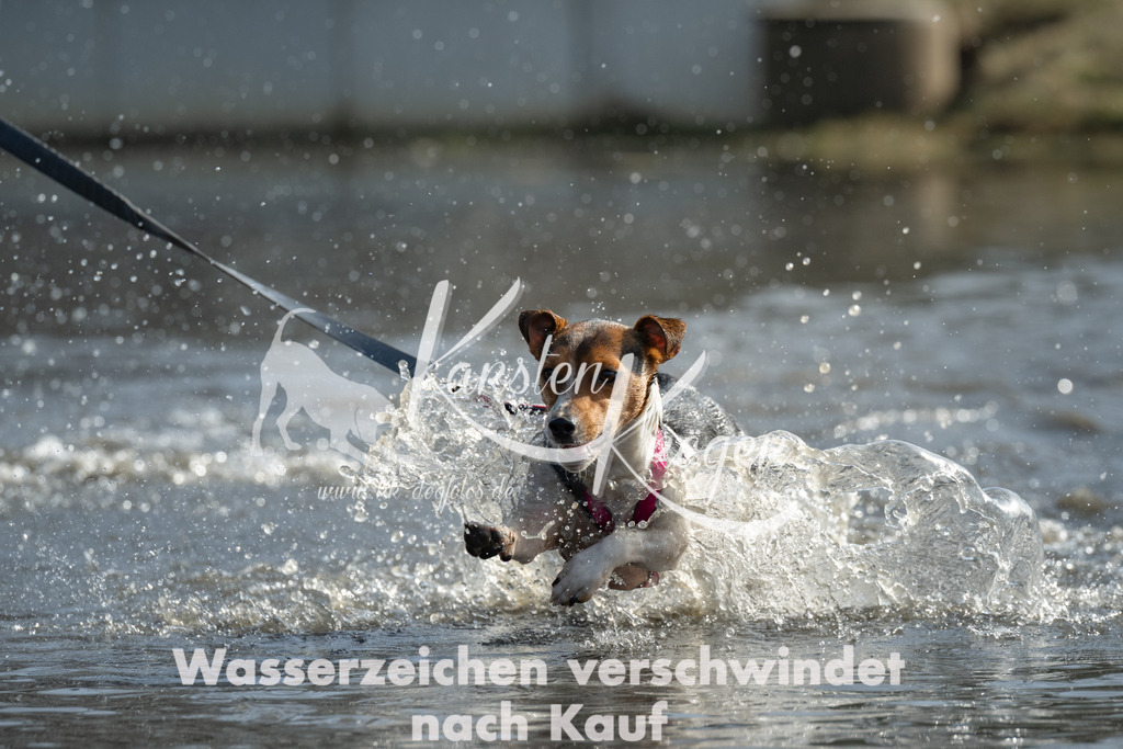 1205_ZZ98136 | kk-dogfotos