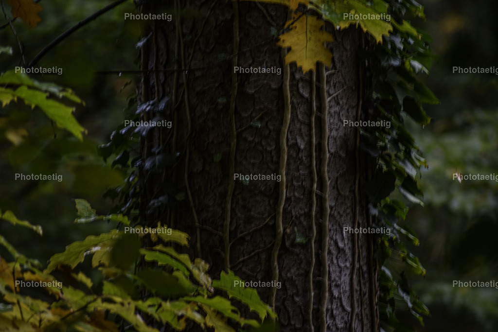 IMG_3854 | phototaetig