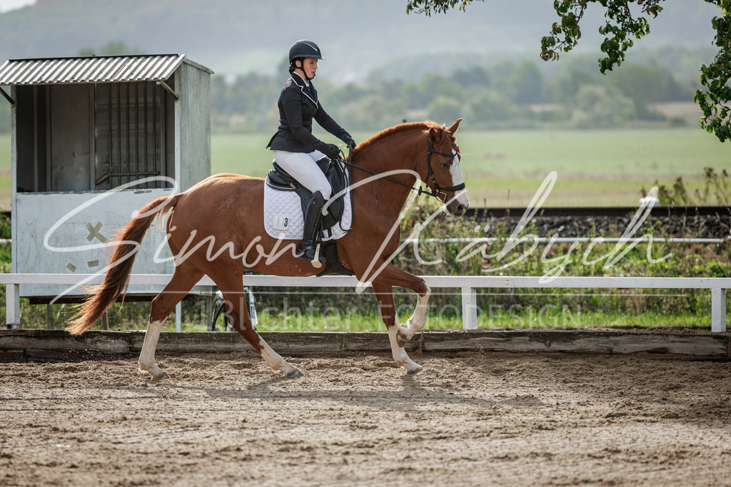 20260905-_3LI7105 | Tierfotografie Pferde, Hunde, Katzen, Haustiere.
Turnierfotografie Reitturniere, Reiten, Springreiten, Dressur in Hanau, dem Main-Kinzig-Kreis und dem Rhein-Main- Gebiet um Frankfurt
