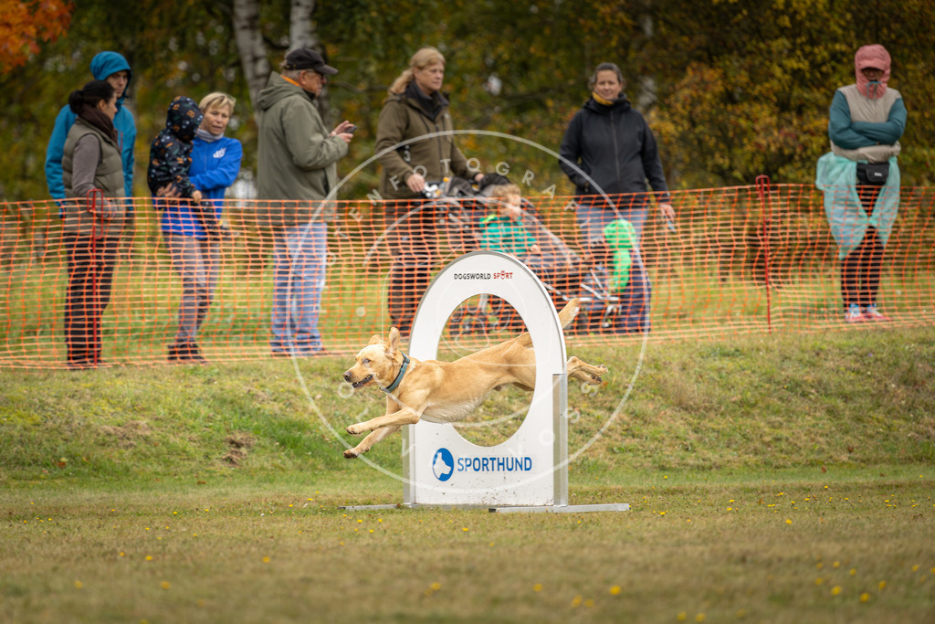 Pfotenfotografie_DV3A4447 | Hundefotografie, Tierfotograf, Pfotenfotografie, Fotoshooting Hund, Hunde Portrait, Hundesport, Hundeportraits, Heideshooting, Hunde, Sportfotograf, Hundefotograf, Turnierhundsport, THS,  - Realisiert mit Pictrs.com