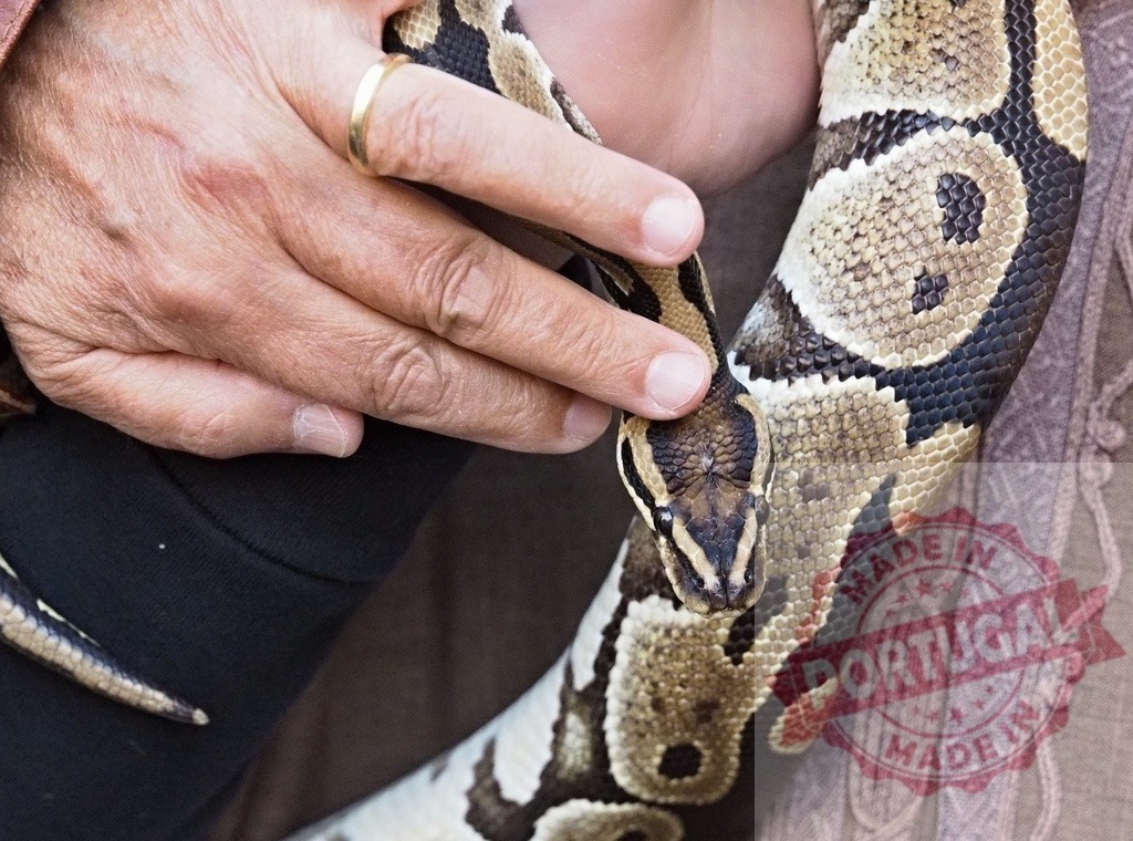 Person holding ball python snake petting reptile | Person's hand gently touching the skin and scales of a pet ball python - Realisiert mit Pictrs.com