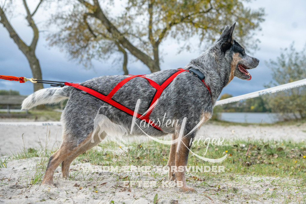 1134_ZZ97911 | kk-dogfotos
