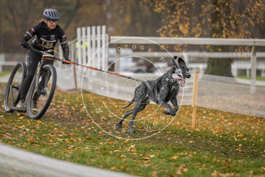 CaniXpix_DV3A7535 | Hundefotografie, Tierfotograf, Pfotenfotografie, Fotoshooting Hund, Hunde Portrait, Hundesport, Hundeportraits, Heideshooting, Hunde, Sportfotograf, Hundefotograf, Turnierhundsport, THS,  - Realisiert mit Pictrs.com