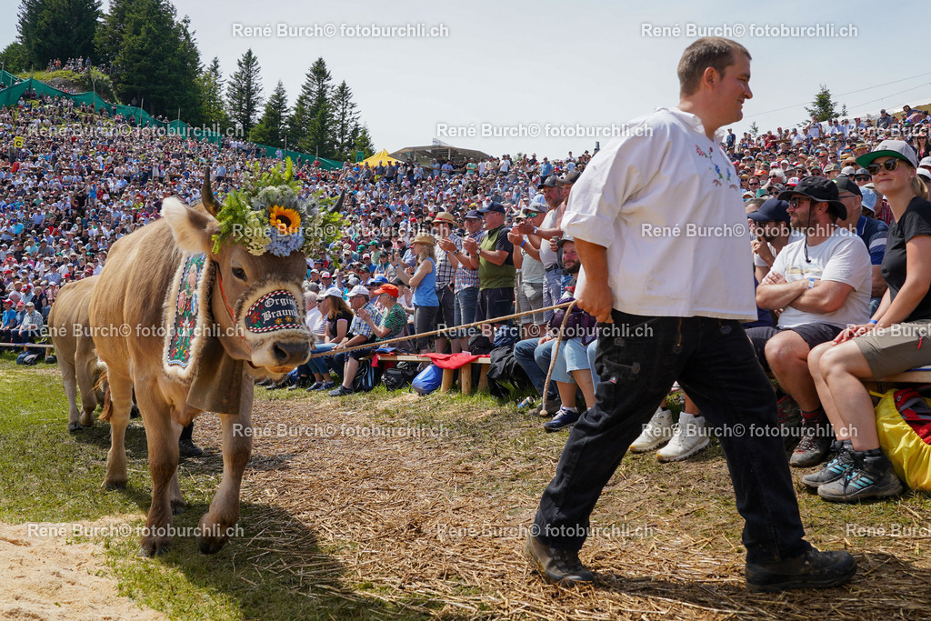 DSC02251 | René Burch leidenschaftlicher Fotograf aus Kerns in Obwalden.  Hier finden sie Sport, Landschaft und Natur Fotografie.
 - Realisiert mit Pictrs.com