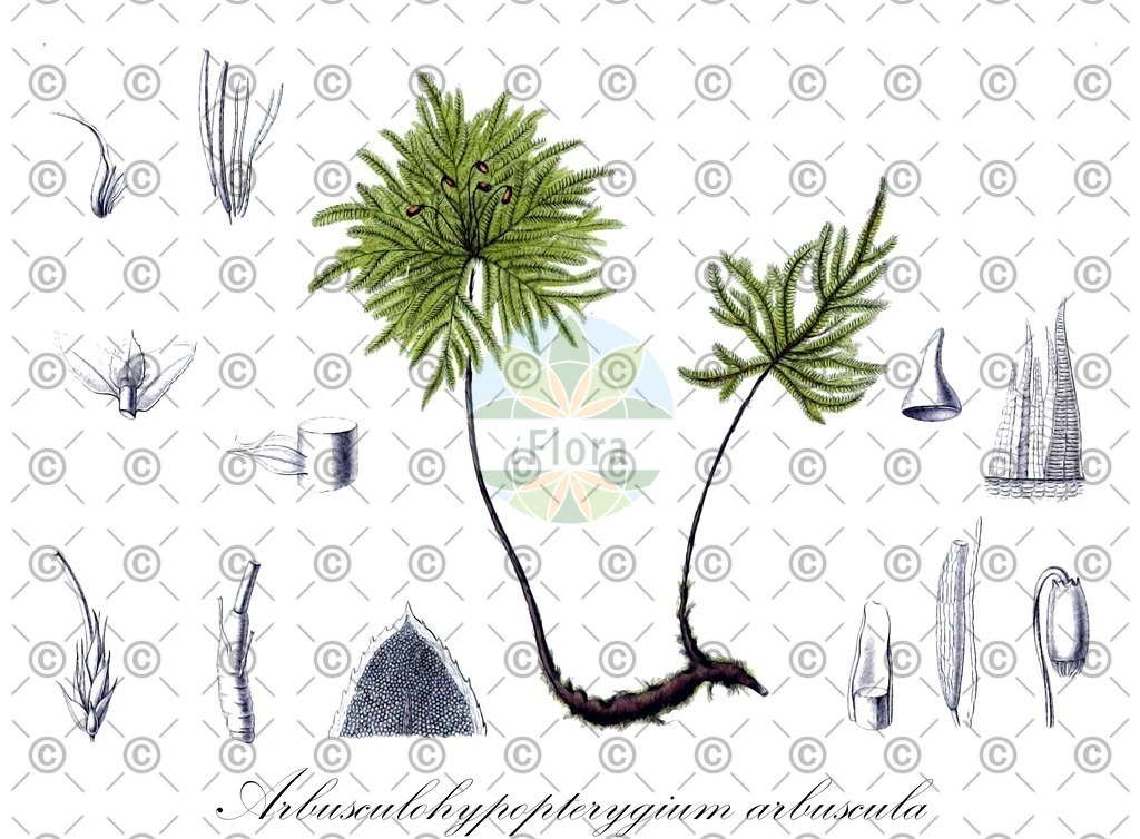 HistAbb_wfo-0000543204_1_ENZY_Simple | Historische Abbildung von Arbusculohypopterygium arbuscula - Hypopterygiaceae | Historical Illustration of Arbusculohypopterygium arbuscula - Hypopterygiaceae