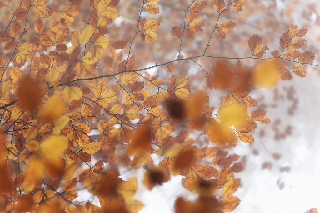 Goldener Nebel | Der Blick nach Oben lohnt sich immer. - Realisiert mit Pictrs.com