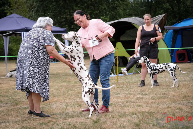Dalmatiner Hilden | Dalmatiner, Regionalgruppenausstellung Regio West Hilden. Richterin Sivia Weber-Martegani.  in Hilden  03.09.2022 Foto: Leo Wyden