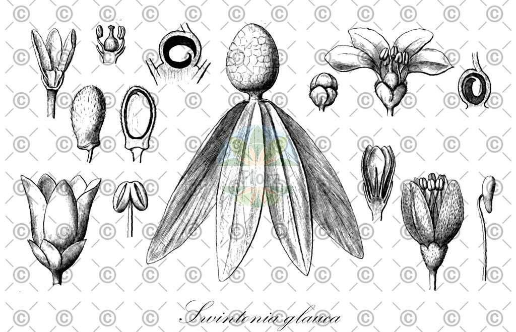 HistAbb_wfo-0000317885_2_ENZY_Simple | Historische Abbildung von Swintonia glauca - Anacardiaceae | Historical Illustration of Swintonia glauca - Anacardiaceae