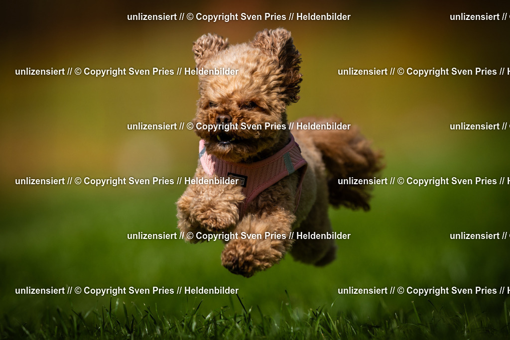 Sven Pries | 2025-04-13 - Hunderennen Baden-Baden - Realisiert mit Pictrs.com