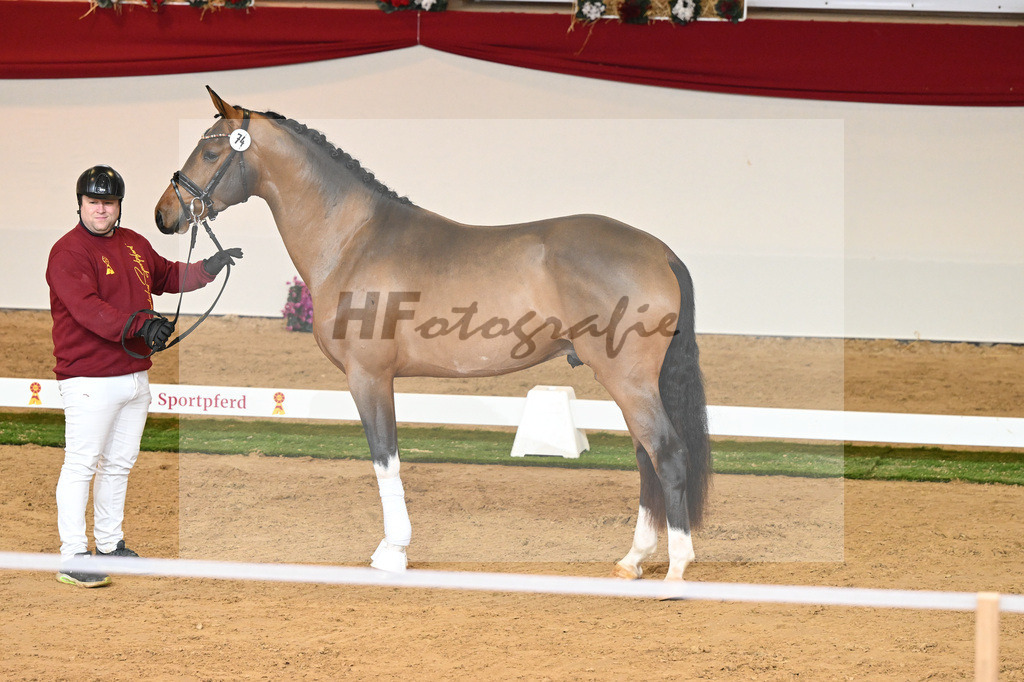 Kat-Nr. 74 Vaderland_Gestuet Pramwaldhof_1230495 | hf-fotografie - Realisiert mit Pictrs.com