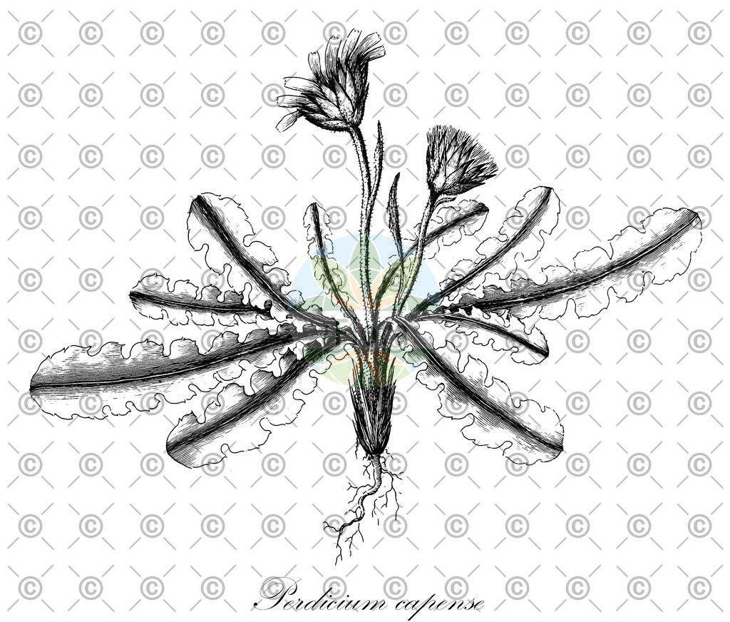 HistAbb_wfo-0000474649_1_ENZY_Simple | Historische Abbildung von Perdicium capense - Asteraceae | Historical Illustration of Perdicium capense - Asteraceae