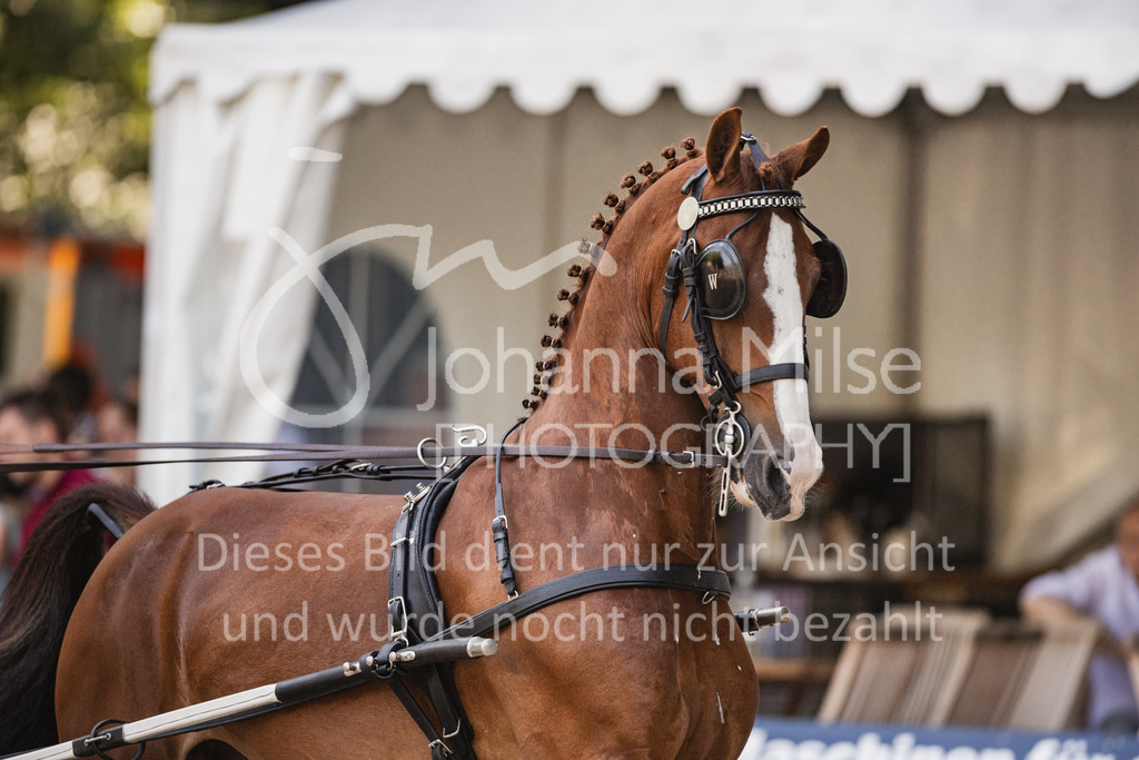 230910_OWLCh_GroßerPreis-693 | Deine schönsten Turniermomente als professionelle Fotos! Entdecke hochwertige Pferdesport-Fotografie im Online-Shop. Jetzt Fotos finden & bestellen!