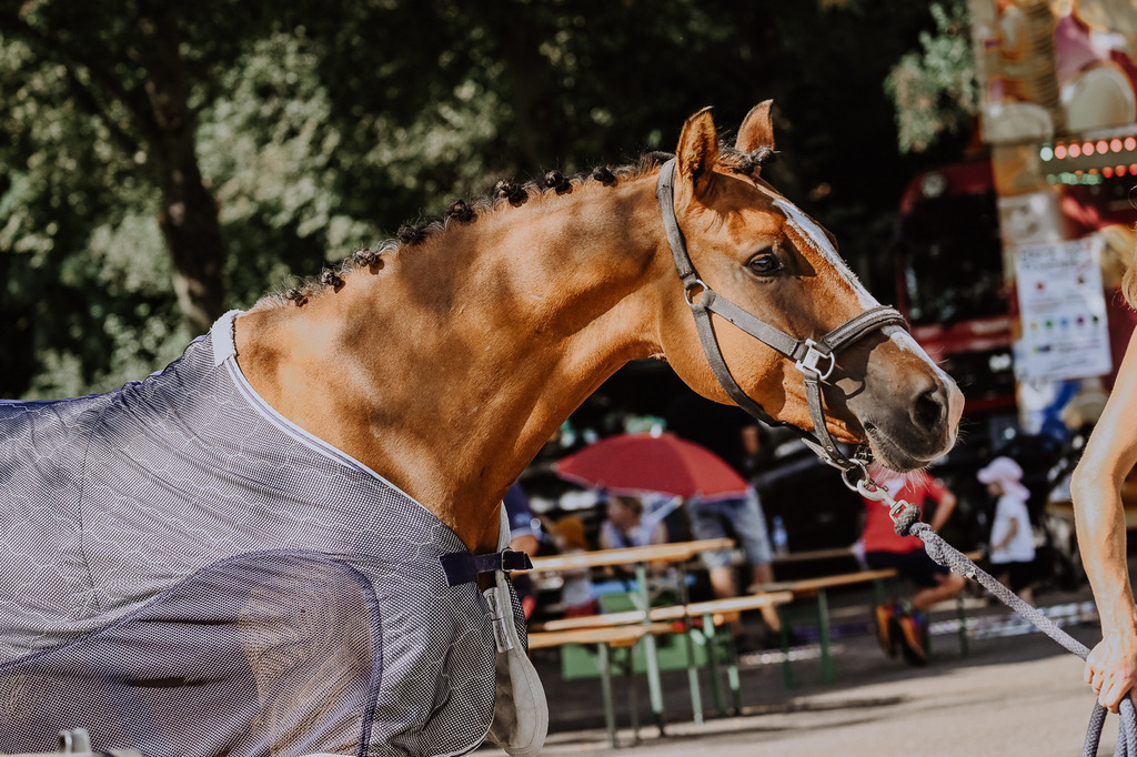 DSC_1277 | Pferde- und Turnierfotografie in Westsachsen. Pferdeportraits, Auftragszeichnungen und intuitive Kunst.