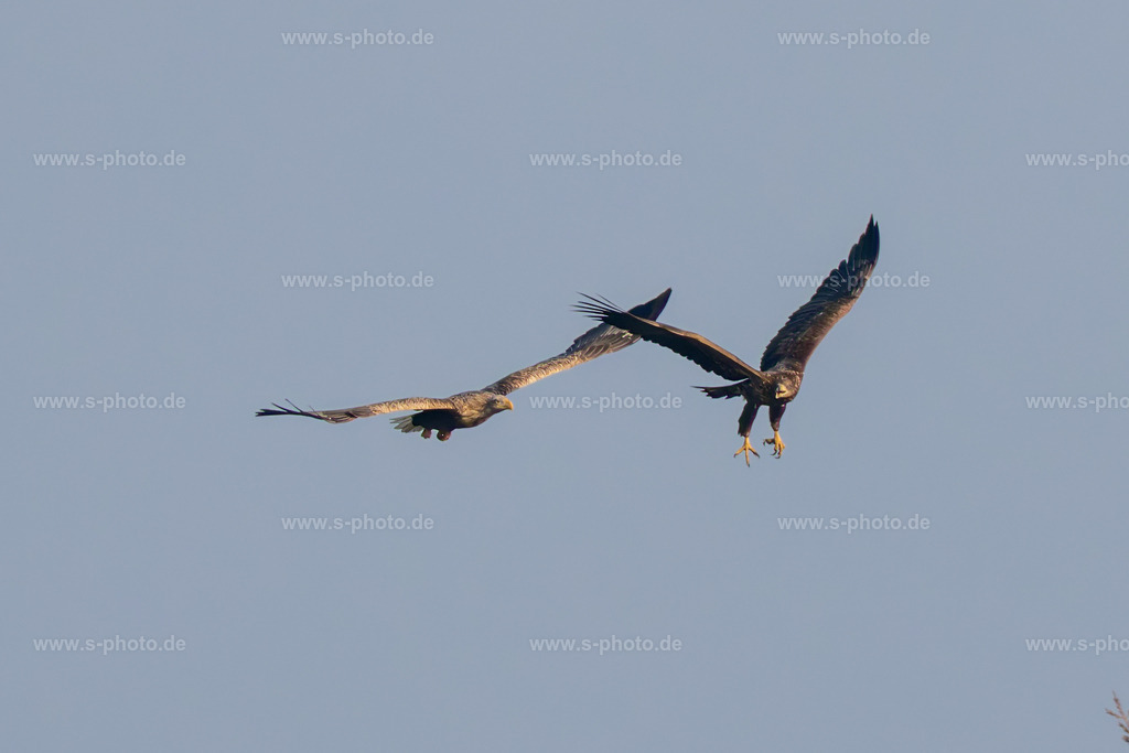 Seeadler | Vater und Sohn könnte dieses Bild heißen. Ein Alt- und ein Jungvogel beim Flug über die Marsch. - Realisiert mit Pictrs.com