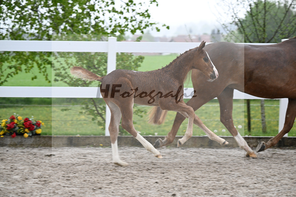 Kat-Nr. 33 HF Ermitage Kalone x Tobago Z_Gaub_23261282 | hf-fotografie - Realisiert mit Pictrs.com