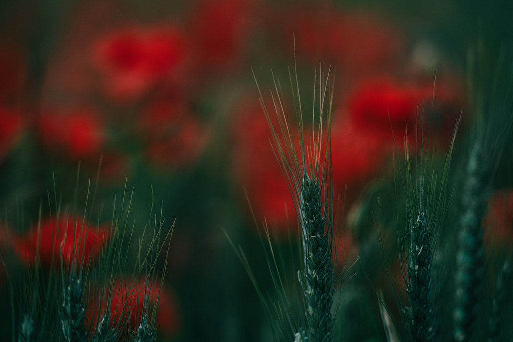 Roggen mit Mohn | Simone Sonderegger Photography