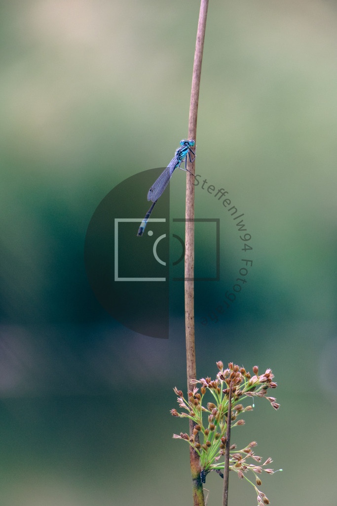 Wandbild Libelle | Ich bin Fotograf und auf meiner Webseite hast du die Möglichkeit meine fotografie als Wandbilder druckfertig für dein Zuhause zu bestellten. - Realisiert mit Pictrs.com