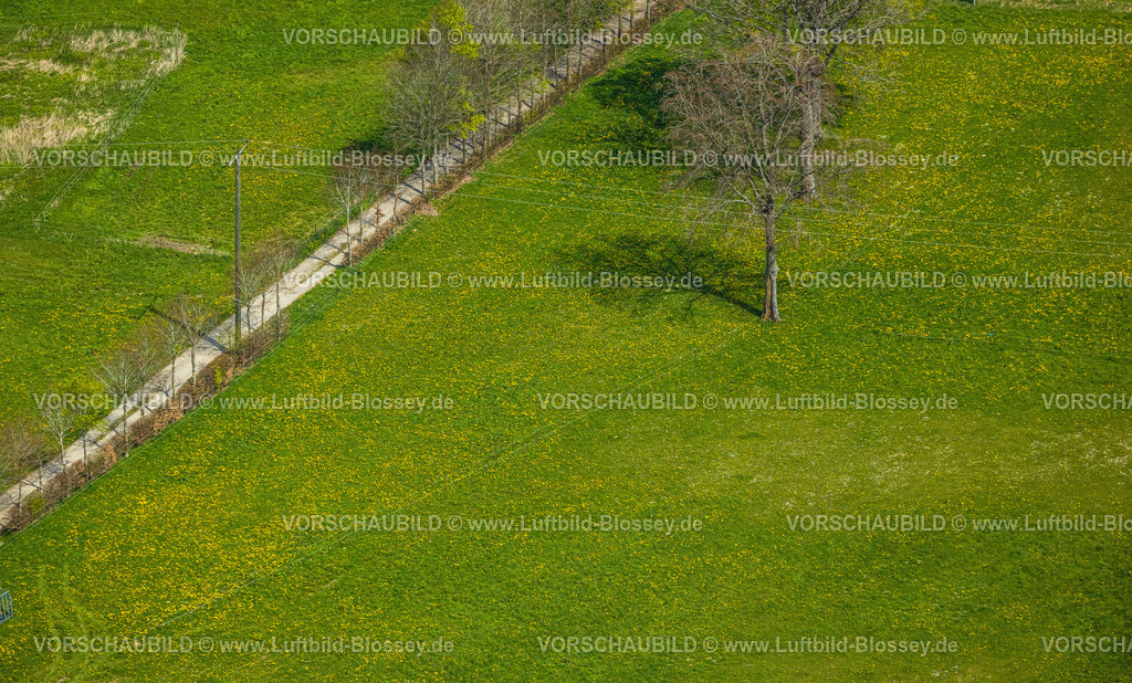 Monschau240502270 | Luftbild, Bäume und Wiesen und Felder mit Narzissenblüte, Kalterherberg, Monschau, Nordrhein-Westfalen, Deutschland
