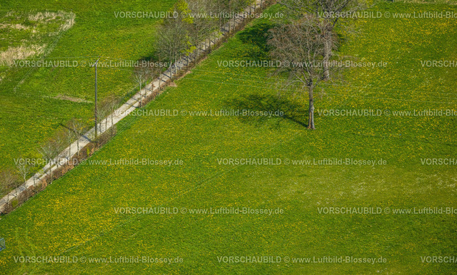 Monschau240502270 | Luftbild, Bäume und Wiesen und Felder mit Narzissenblüte, Kalterherberg, Monschau, Nordrhein-Westfalen, Deutschland