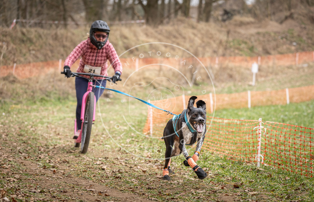 Pfotenfotografie_DV3A7217 | Hundefotografie, Tierfotograf, Pfotenfotografie, Fotoshooting Hund, Hunde Portrait, Hundesport, Hundeportraits, Heideshooting, Hunde, Sportfotograf, Hundefotograf, Turnierhundsport, THS,  - Realisiert mit Pictrs.com