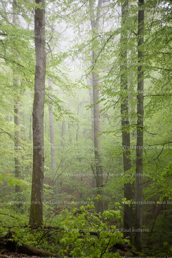 Visionsreise | Die Botschaft zum Bild lautet: Jeder Baum war am Anfang eine kleine Samenkapsel mit der Vision eines großen Baumes.Durch die Verbundenheit der Bäume und des Wachstum in Liebe, wurden diese Bäume zu starken Wesen. Nutze du diese Kraft für deinen Raum für Visionen.
