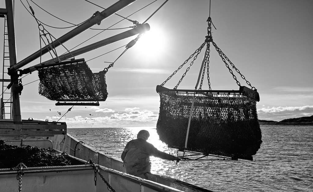 Miesmuschelernte vor Sylt © Holger Rüdel | Der Online-Shop von Holger Rüdel. Ausgewählte Fotografien als FineArt-Prints bestellen: Bildreportagen, Landschaften, Wildlife, Infrarot-Motive in Schwarzweiß und Zeitgeschichte im Bild. - Realisiert mit Pictrs.com