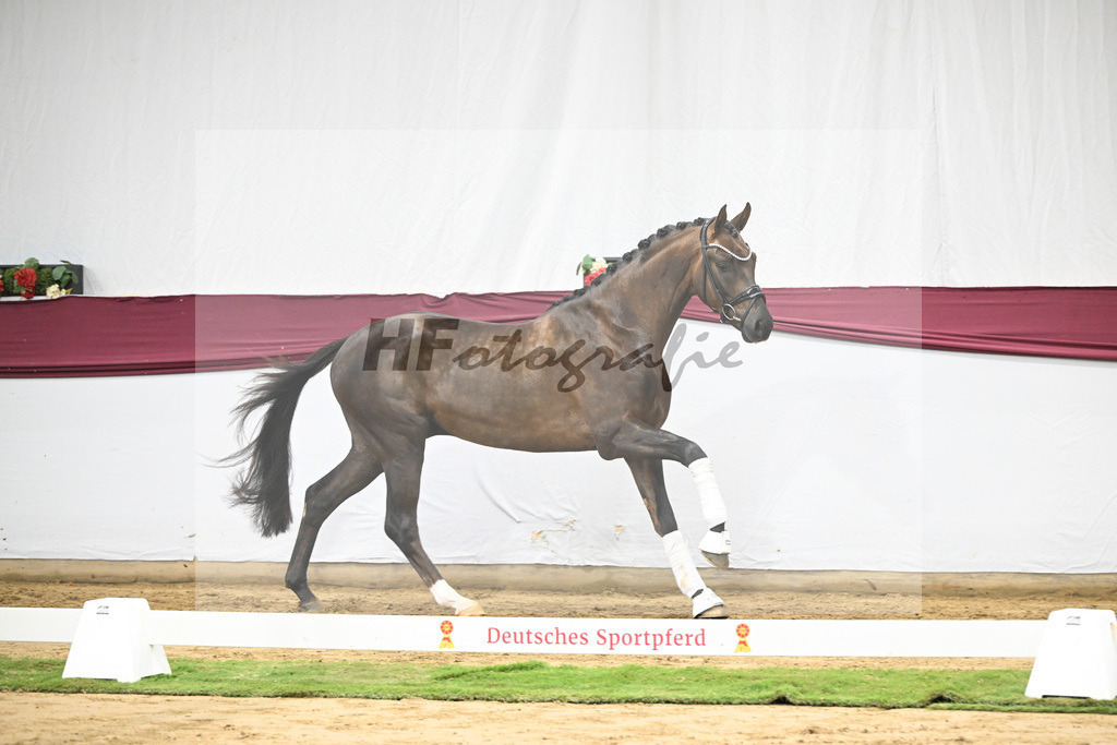 Kat-Nr. 63 Feliciano x Don Martillo_Michaela Rupp_47252416 | hf-fotografie - Realisiert mit Pictrs.com