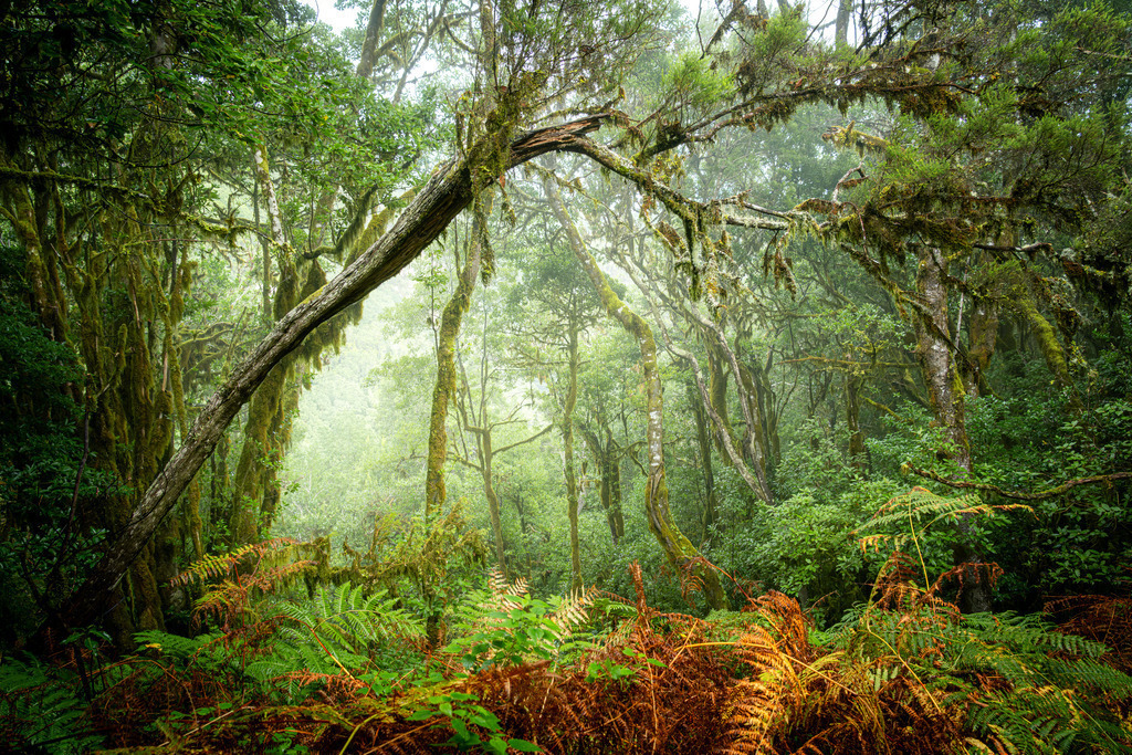 Garajonay Nationalpark - La Gomera | Wandbilder - Florian Läufer - Realisiert mit Pictrs.com