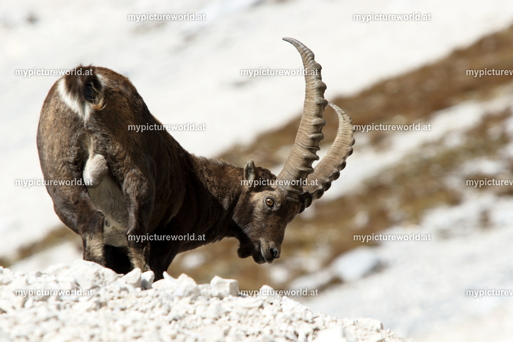 Alpensteinbock-169 | Das Bilderarchiv über Tiere, Planzen und Landschaften. In der Bilddatenbank finden Sie ein große Auswahl an hochwertigen Bilder für Ihre Werbung - Realized with Pictrs.com