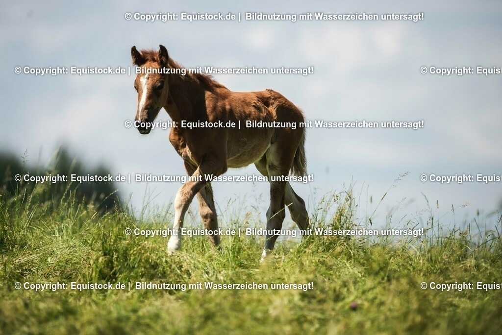 20210617_Fohlen_0102 | Foto: Thomas Hartig
