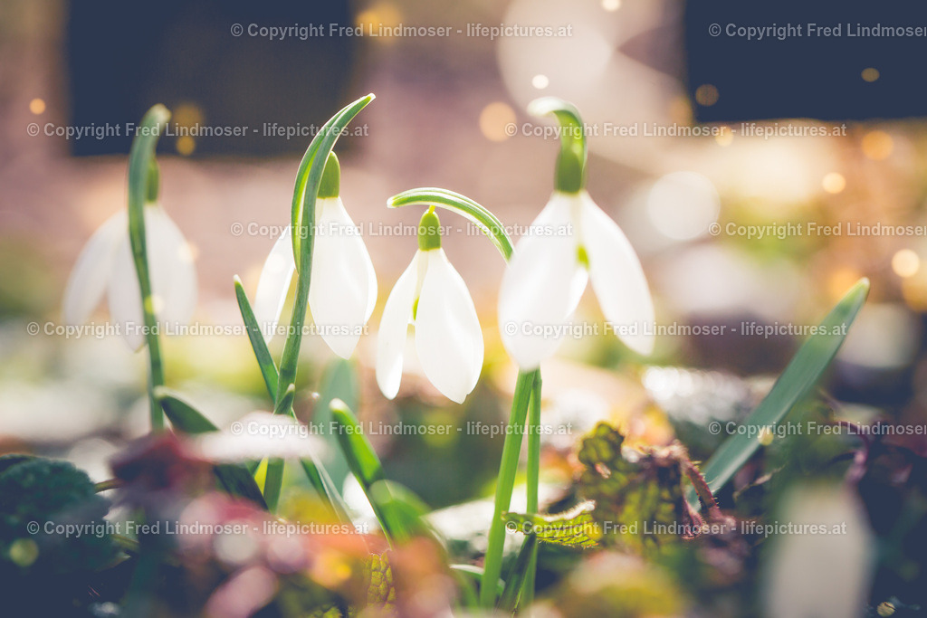 Schneeglöckchen | Fotos und Fotoprodukte - Realisiert mit Pictrs.com