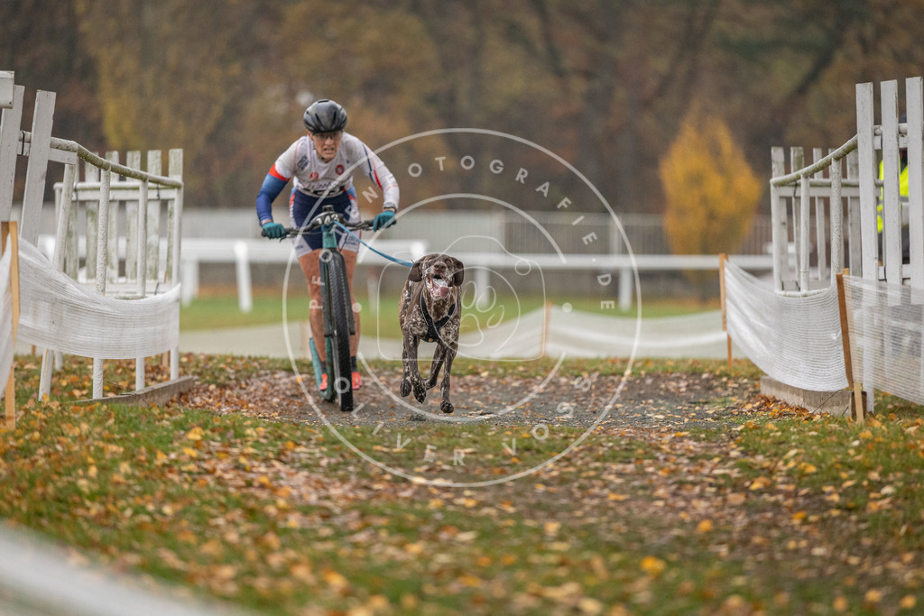 CaniXpix_DV3A7415 | Hundefotografie, Tierfotograf, Pfotenfotografie, Fotoshooting Hund, Hunde Portrait, Hundesport, Hundeportraits, Heideshooting, Hunde, Sportfotograf, Hundefotograf, Turnierhundsport, THS,  - Realisiert mit Pictrs.com