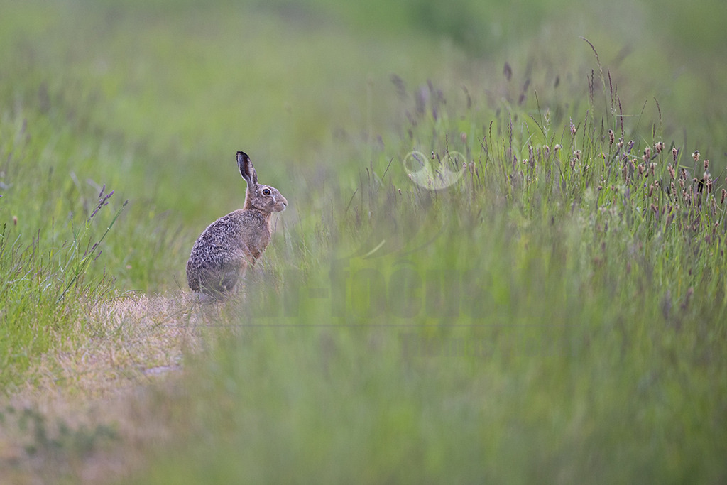 R5NF5614-20230521 | Der Feldhase (Lepus europaeus) ist ein faszinierendes Tier: Er ist nicht nur ein Meister der Tarnung mit einem ausgezeichneten Gehör, sondern auch ein exzellenter Sprinter mit einer ausgefeilten Fluchttechnik, den so schnell keiner einholt.  - Realisiert mit Pictrs.com