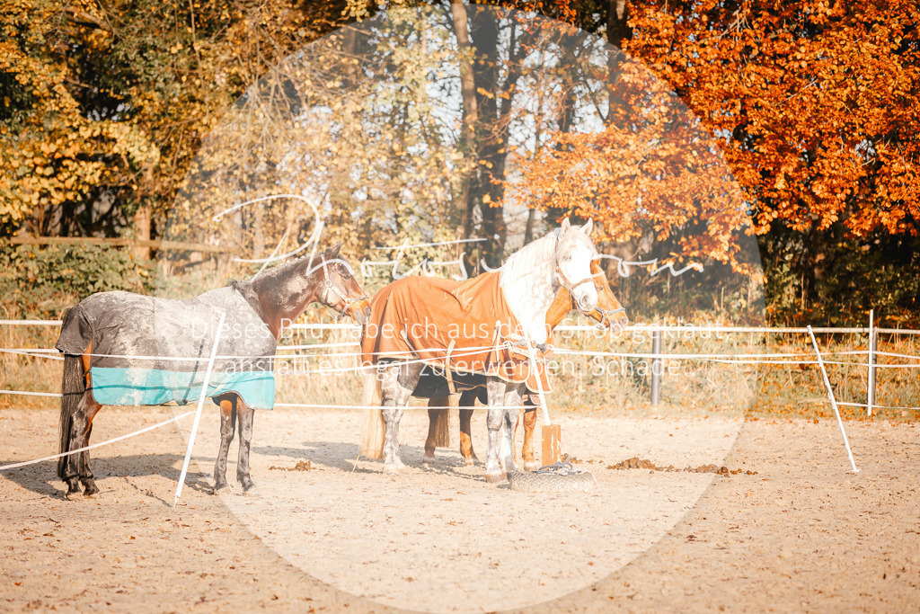 3I6A1572 | Stimmungsvolle Portraits und Reitsportfotografie im Ruhrgebiet und im Münsterland.

Pferdefotografie, Hundefotografie, Tierfotografie, Reportagen, Portraits von Tier und Mensch, Turnierfotografie in Bochum, Recklinghausen, Marl, Haltern am See, Dülmen.. - Realisiert mit Pictrs.com