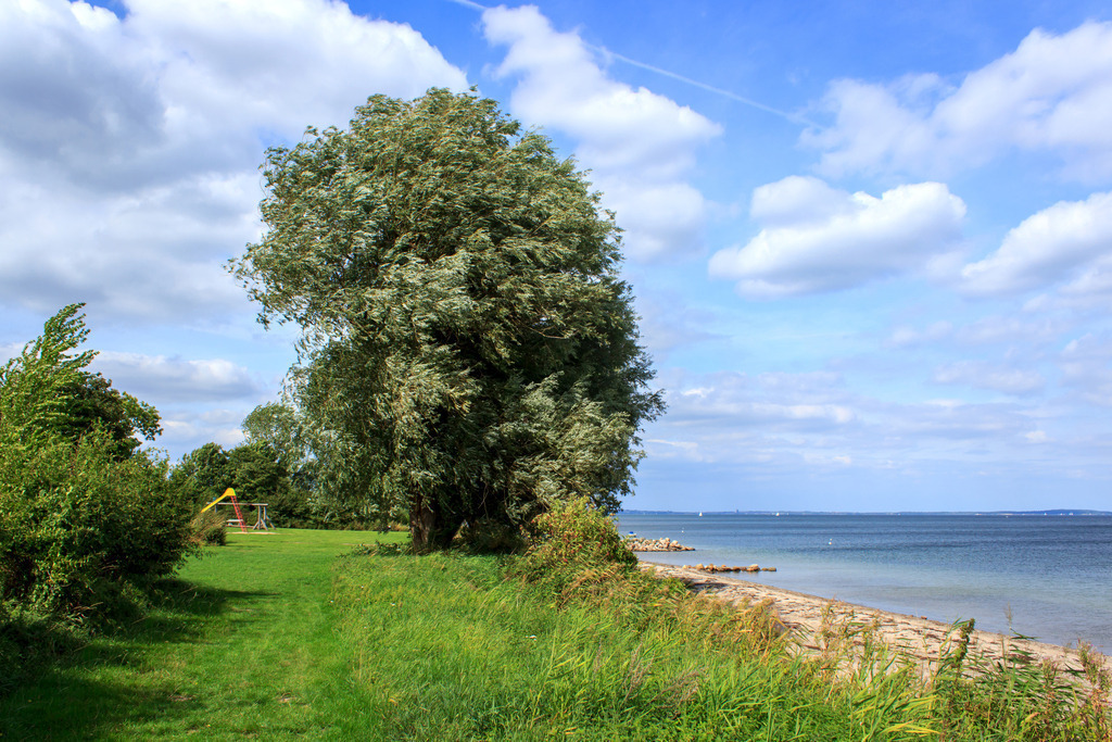 Wandbild: Strand in Norgaardholz | Dieses Wandbild im Querformat zeigt einen Baum am Strand in Norgaardholz. Auf der rechten Seite ist der Sandstrand zu erkennen. Am blauen Himmel sind sommerliche Wolken zu sehen. - Realisiert mit Pictrs.com