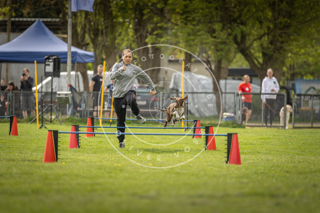 Pfotenfotografie_DV3A5836 | Hundefotografie, Tierfotograf, Pfotenfotografie, Fotoshooting Hund, Hunde Portrait, Hundesport, Hundeportraits, Heideshooting, Hunde, Sportfotograf, Hundefotograf, Turnierhundsport, THS,  - Realisiert mit Pictrs.com