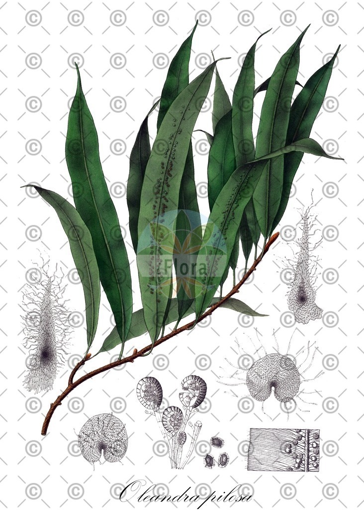 HistAbb_wfo-0001113746_1_ENZY_Simple | Historische Abbildung von Oleandra pilosa - Oleandraceae | Historical Illustration of Oleandra pilosa - Oleandraceae