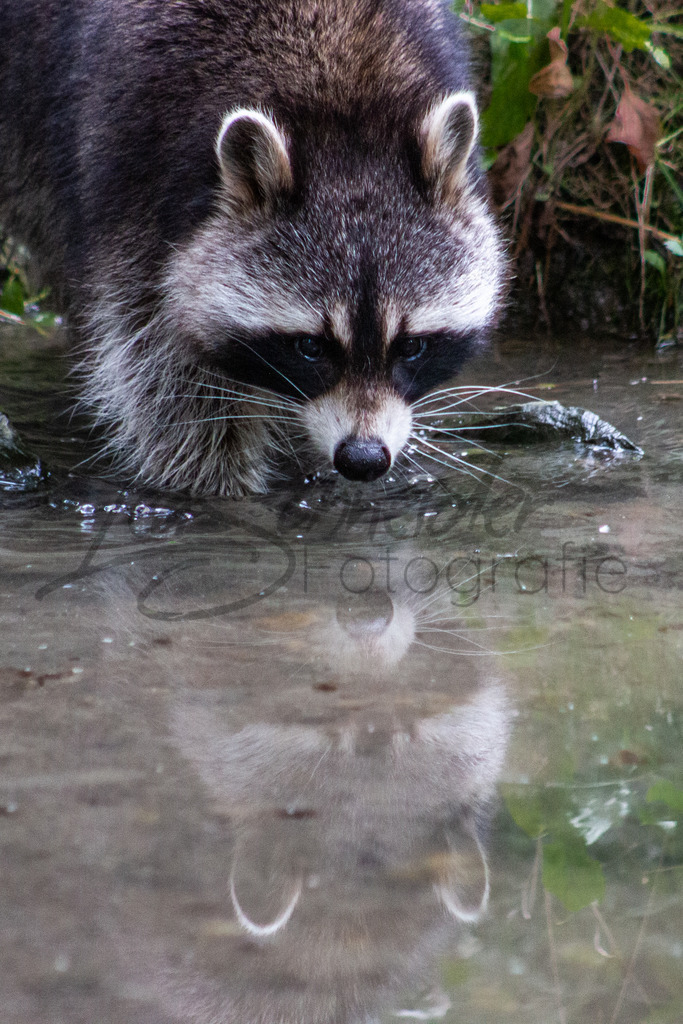 Postkarten 3 | Waschbär - Realisiert mit Pictrs.com