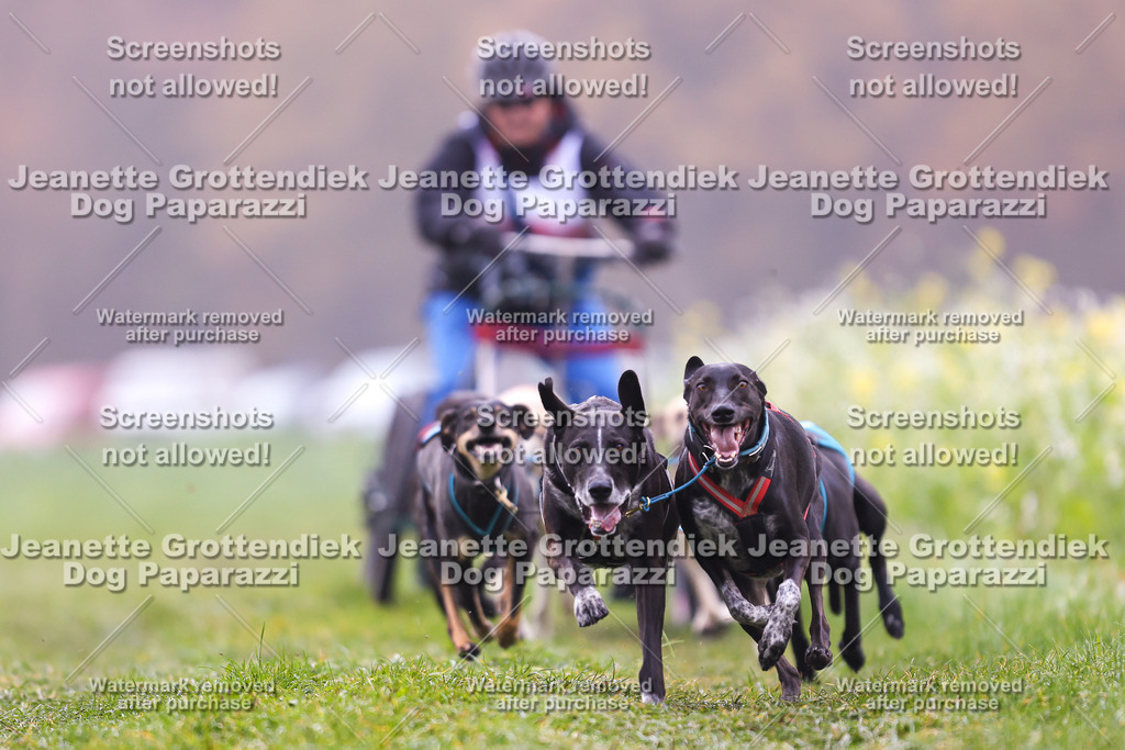 Dog Paparazzi - Visbeck 25 -41 | Dog Paparazzi Jeanette Grottendiek Fotografie & Videografie - Realisiert mit Pictrs.com