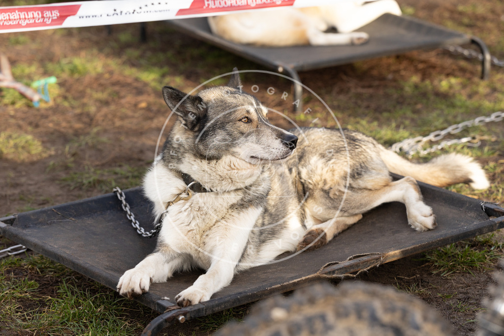 Pfotenfotografie_DV3A6679 | Hundefotografie, Tierfotograf, Pfotenfotografie, Fotoshooting Hund, Hunde Portrait, Hundesport, Hundeportraits, Heideshooting, Hunde, Sportfotograf, Hundefotograf, Turnierhundsport, THS,  - Realisiert mit Pictrs.com