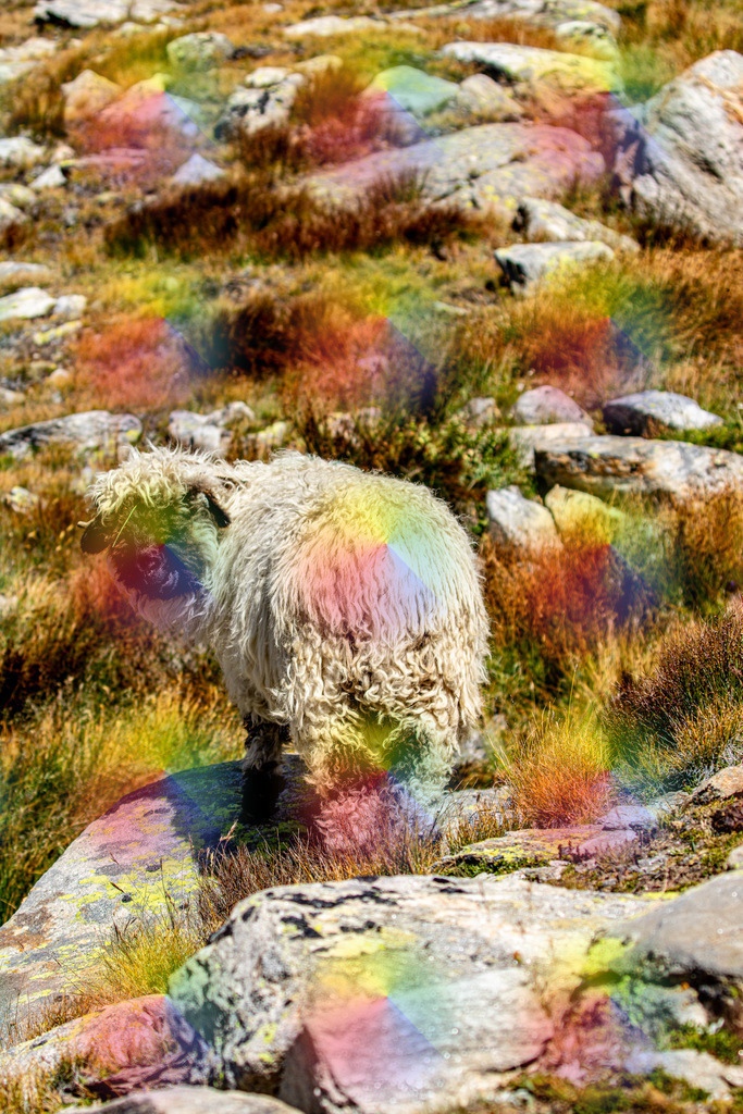 Schwarznasenschaf | FineArtPrint, Hahnemühle, FeeGalerie, Fee Galerie, Fotokunst, Fotografie, Canonphotography, Bergfoto, Matterhorn, Rimpfischhorn, Allalinhorn, Saas-Fee, Wallis, Valais, Switzerland, Bergfotografie
