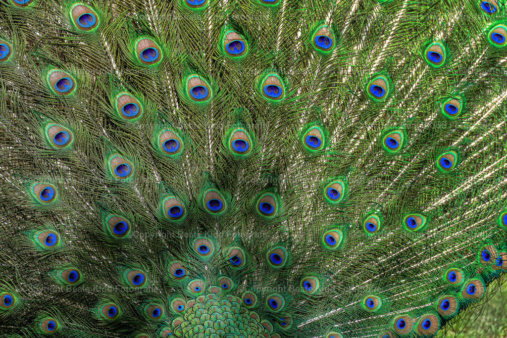 1050823 | beatekidd-fotografie - Realisiert mit Pictrs.com