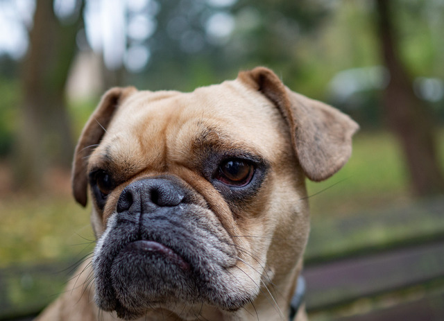 Bulldogge Porträt | Hundeporträt einer Bulldoggenmischlingshündin