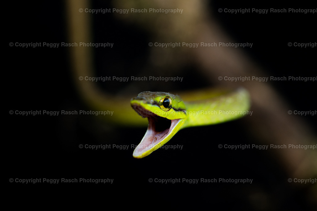 Schlange (9) | PeggyRaschPhotography - Realisiert mit Pictrs.com