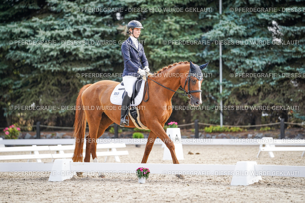 DSC00618 | Pferdegrafie