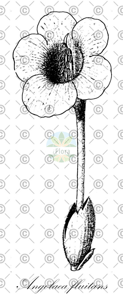 HistAbb_wfo-0000536542_160_ENZY_Simple | Historische Abbildung von Angolaea fluitans - Podostemaceae | Historical Illustration of Angolaea fluitans - Podostemaceae