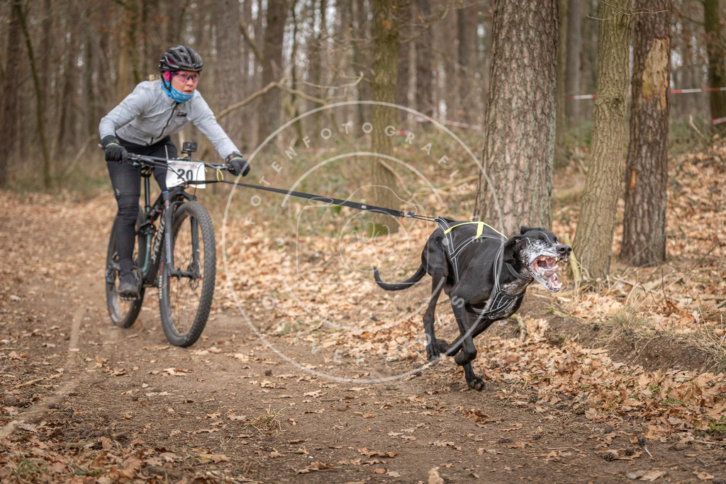 Pfotenfotografie_DV3A7461 | Hundefotografie, Tierfotograf, Pfotenfotografie, Fotoshooting Hund, Hunde Portrait, Hundesport, Hundeportraits, Heideshooting, Hunde, Sportfotograf, Hundefotograf, Turnierhundsport, THS,  - Realisiert mit Pictrs.com
