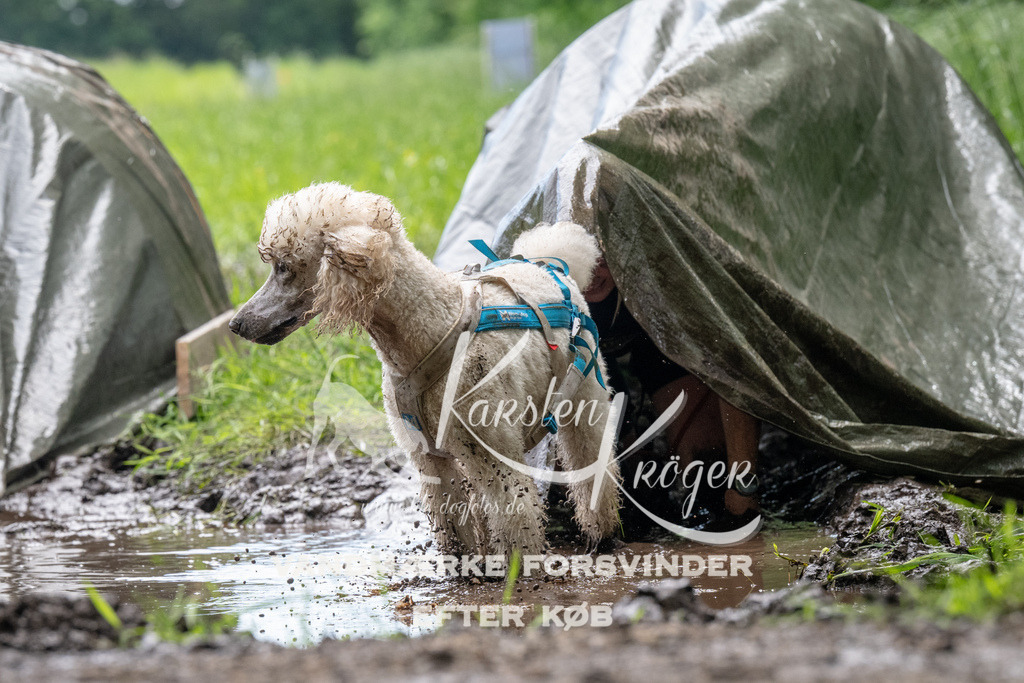 1102_ZZ91151 | kk-dogfotos