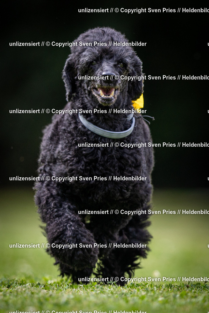 Sven Pries | 19. Allgemeines Hunderennen Karlsruhe Durlach - Realisiert mit Pictrs.com